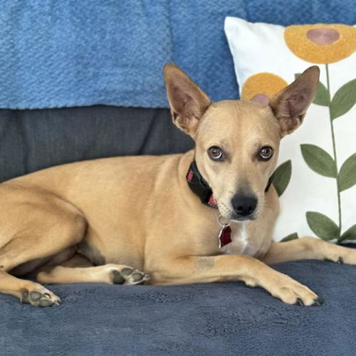picture of the dog needing adoption