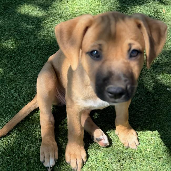 adoptable Dog in San Diego, CA named Circus Pup - Baton