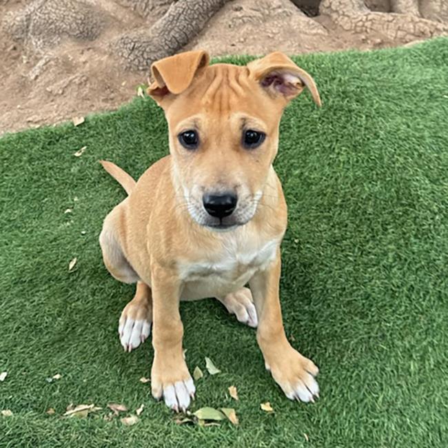 adoptable Dog in San Diego, CA named Circus Pup - Clown