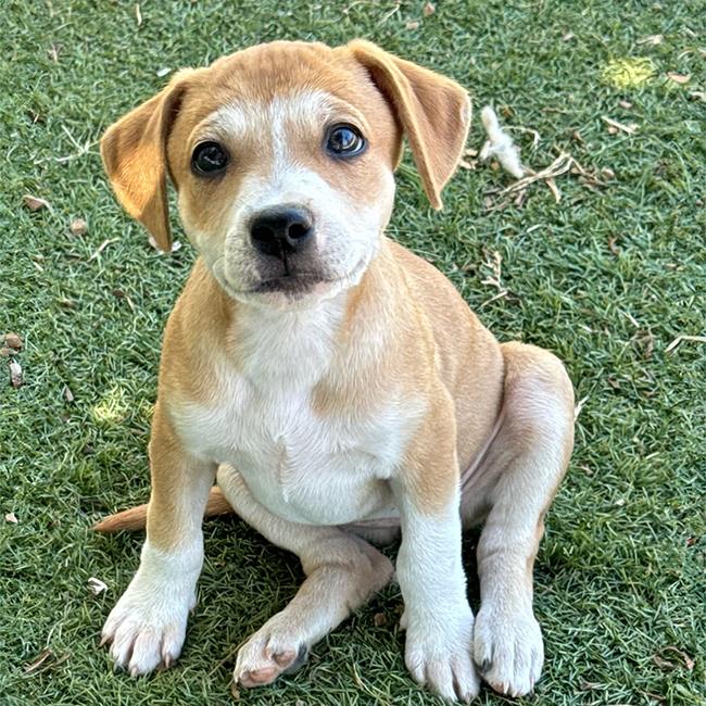 adoptable Dog in San Diego, CA named Circus Pup - Twirl