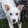 adoptable Dog in San Diego, CA named Yota - Adopted!