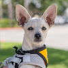 adoptable Dog in San Diego, CA named Mirabel - Adopted!