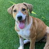 adoptable Dog in  named Gold Pup - Amit