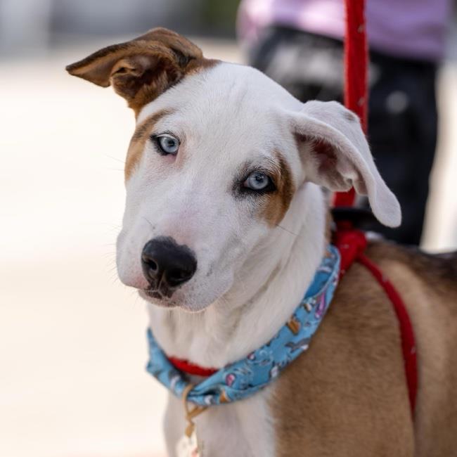 adoptable Dog in San Diego, CA named Gold Pup - Liam