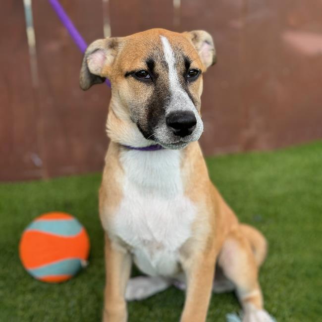 adoptable Dog in San Diego, CA named Gold Pup - Jennifer