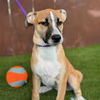 adoptable Dog in  named Gold Pup - Jennifer