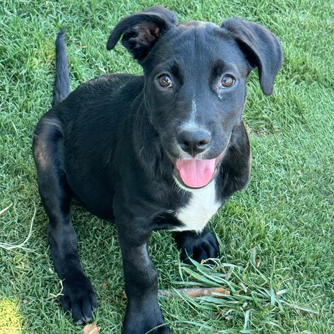 adoptable Dog in San Diego, CA named Field Pup - Javelin