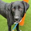 adoptable Dog in San Diego, CA named Mela - (Medical)