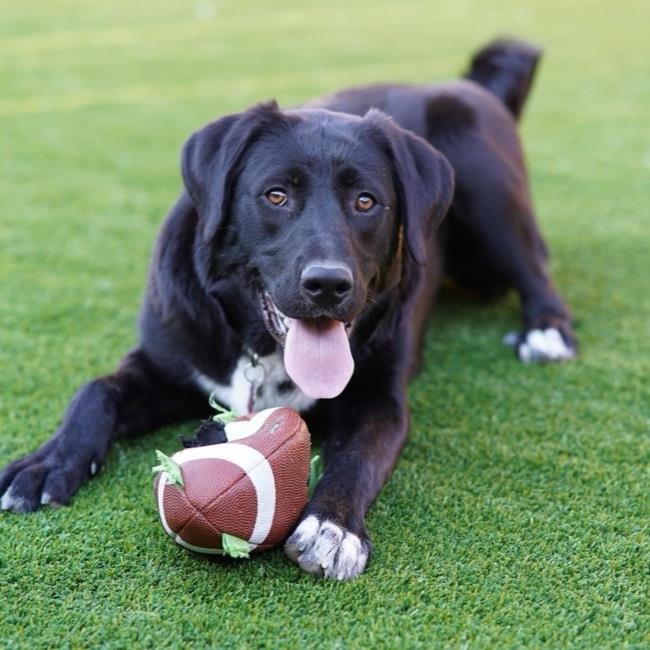 adoptable Dog in San Diego, CA named Mela - (Medical)