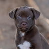 adoptable Dog in San Diego, CA named Lucerne Pup - Bern - Adopted!