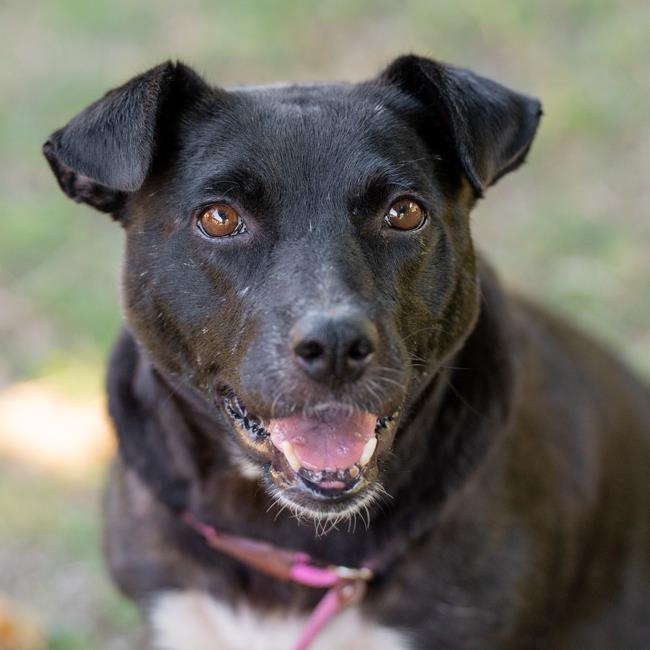 adoptable Dog in San Diego, CA named Lucerne