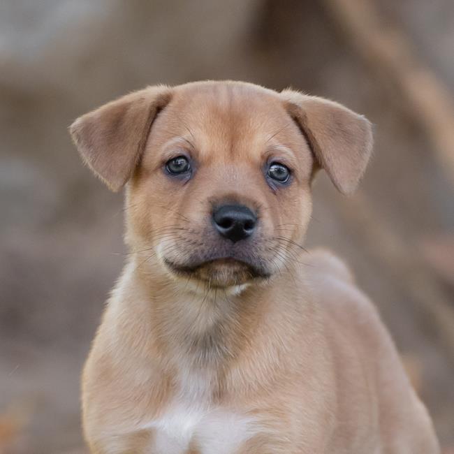 adoptable Dog in San Diego, CA named Lucerne Pup - Tower