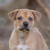 adoptable Dog in  named Lucerne Pup - Tower