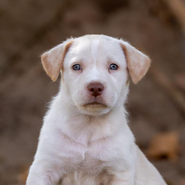 adoptable Dog in San Diego, CA named Lucerne Pup - Rigi