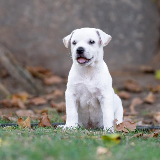 adoptable Dog in San Diego, CA named Lucerne Pup - Lugus