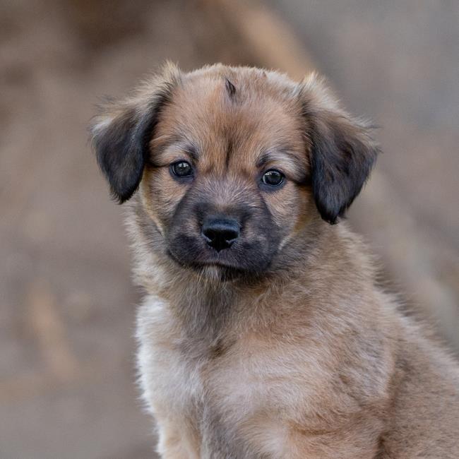 adoptable Dog in San Diego, CA named Lucerne Pup - Pilatus - Adopted!