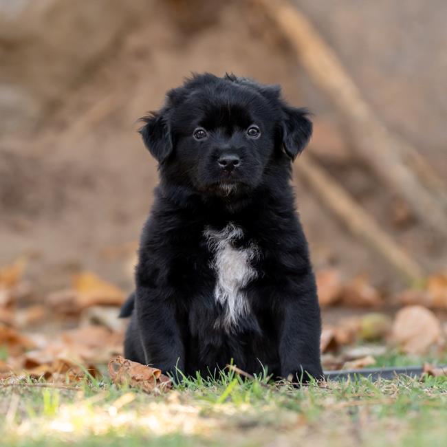 adoptable Dog in San Diego, CA named Lucerne Pup - Reuss - Adopted!