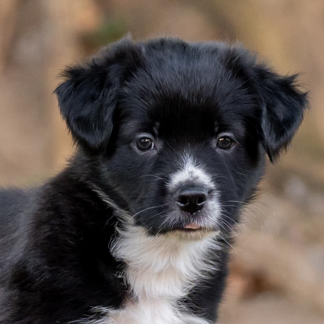 adoptable Dog in San Diego, CA named Lucerne Pup - Swiss - Adopted!