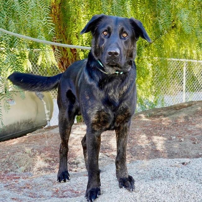 adoptable Dog in San Diego, CA named Tracker - Adopted!