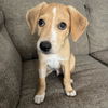 adoptable Dog in San Diego, CA named Three Bear Pups - Porridge - Adopted!