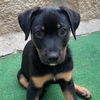 adoptable Dog in San Diego, CA named Three Bear Pups - Wee Bear - Adopted!