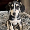 adoptable Dog in San Diego, CA named Three Bear Pups - Goldilocks