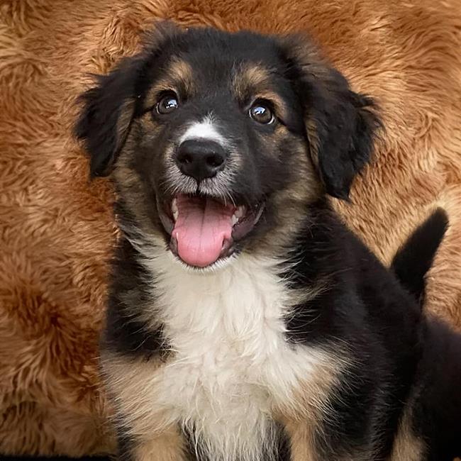 adoptable Dog in San Diego, CA named Three Bear Pups - Middle Bear - Adopted!