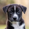 adoptable Dog in San Diego, CA named Twister Pup - Jobie