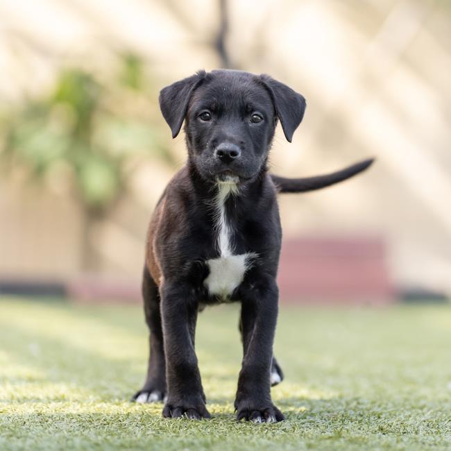 adoptable Dog in San Diego, CA named Twister Pup - Glen