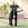 adoptable Dog in  named Twister Pup - Glen