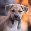 adoptable Dog in  named Twister Pup - Ramos