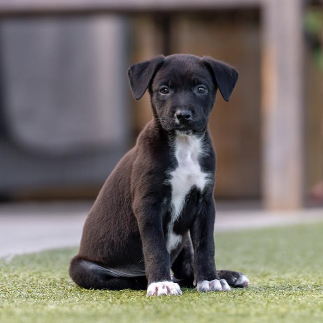 adoptable Dog in San Diego, CA named Twister Pup - Javi