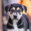 adoptable Dog in  named Twister Pup - Praveen