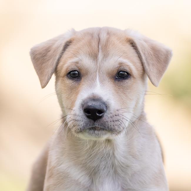 adoptable Dog in San Diego, CA named Twister Pup - Tunde