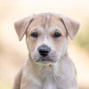 adoptable Dog in  named Twister Pup - Tunde