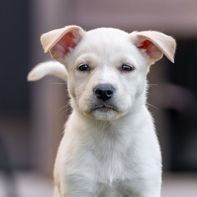 adoptable Dog in San Diego, CA named Twister Pup - Maura