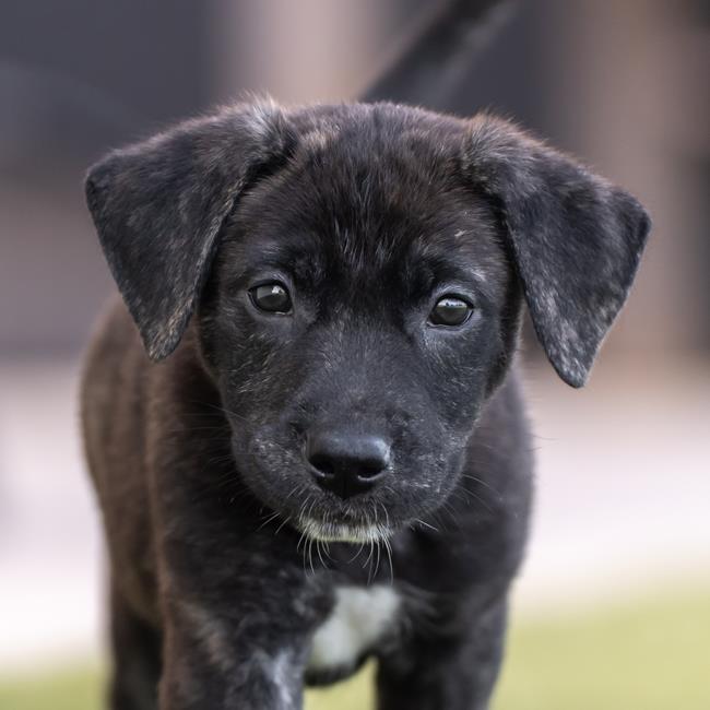 adoptable Dog in San Diego, CA named Twister Pup - Daryl