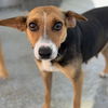 adoptable Dog in  named Brisett - (Medical)