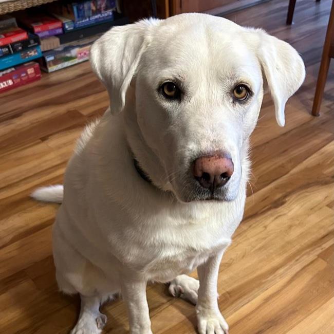 adoptable Dog in San Diego, CA named Revel