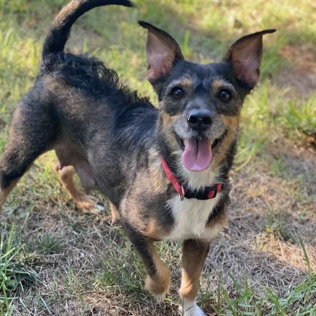 adoptable Dog in San Diego, CA named Itasca - Adopted!