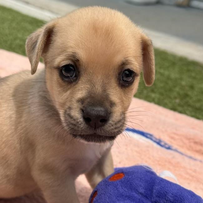 adoptable Dog in San Diego, CA named Itasca Pup - Loon