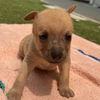 adoptable Dog in San Diego, CA named Itasca Pup - Bass