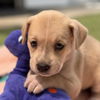 adoptable Dog in  named Itasca Pup - Lady Slipper