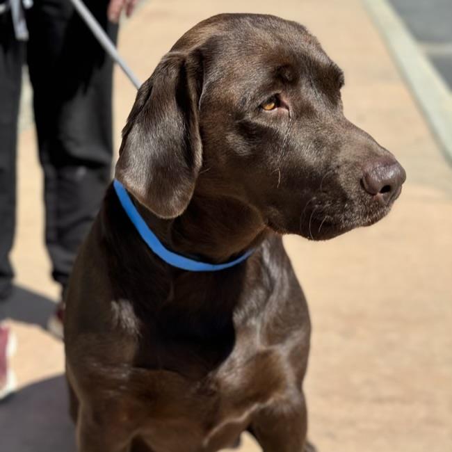 adoptable Dog in San Diego, CA named Tyne