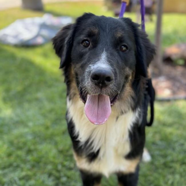 adoptable Dog in San Diego, CA named Gallant