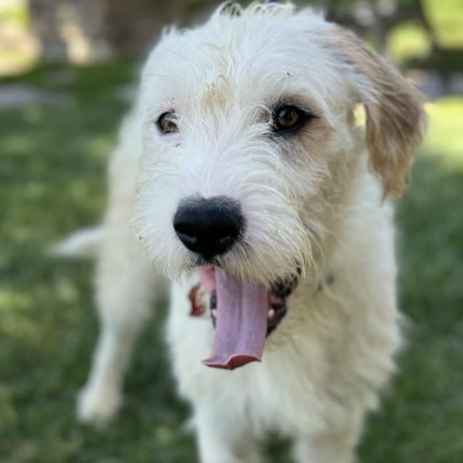 adoptable Dog in San Diego, CA named Mayo