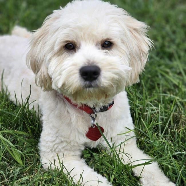 adoptable Dog in San Diego, CA named Ferris