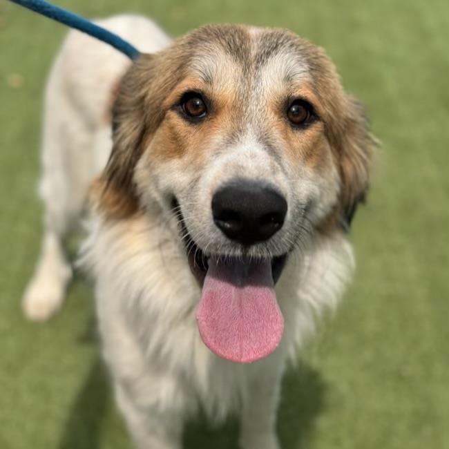 adoptable Dog in San Diego, CA named Truckee