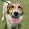 adoptable Dog in San Diego, CA named Truckee