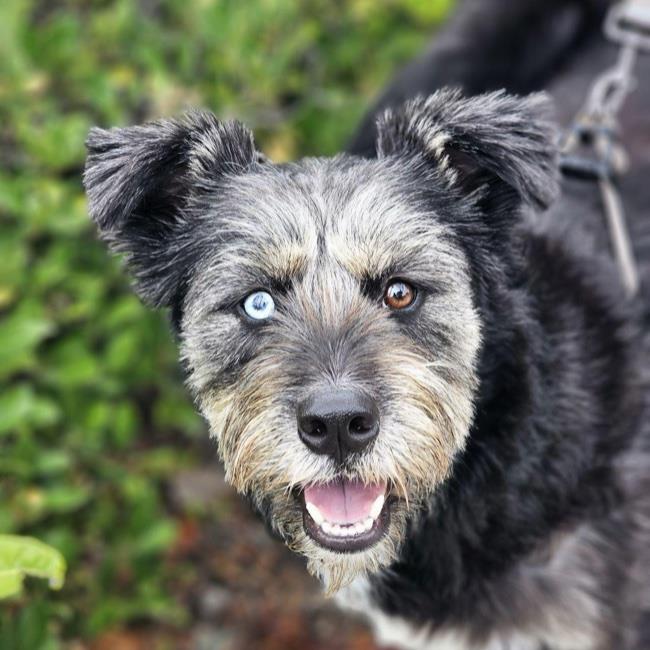 adoptable Dog in San Diego, CA named Lulu